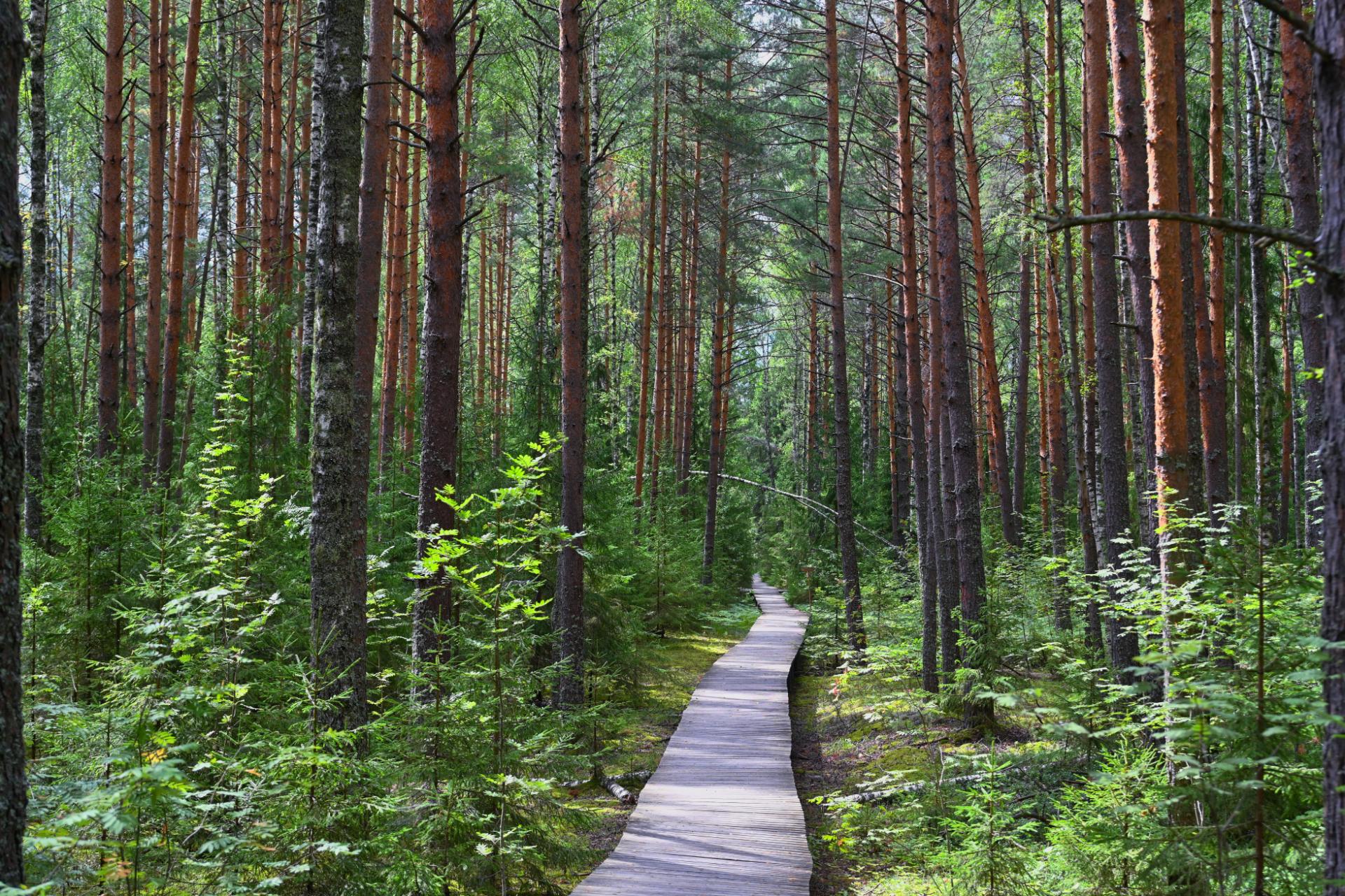 pinene terpene effects 