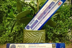 Feco cannabis extract