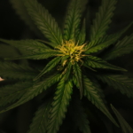 10 Low THC, High CBD Strains that Cannabis Users Love