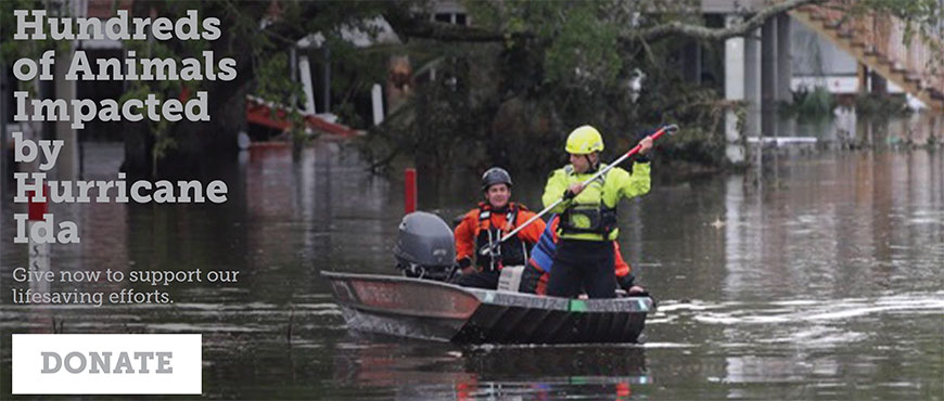 Happy Leaf ASPCA Assists Hurrican IDA