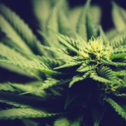 Oregon cannabis strains