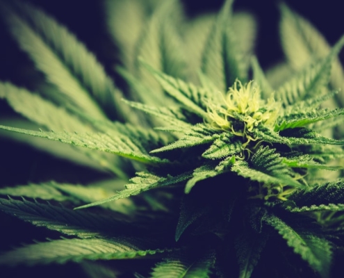 Oregon cannabis strains