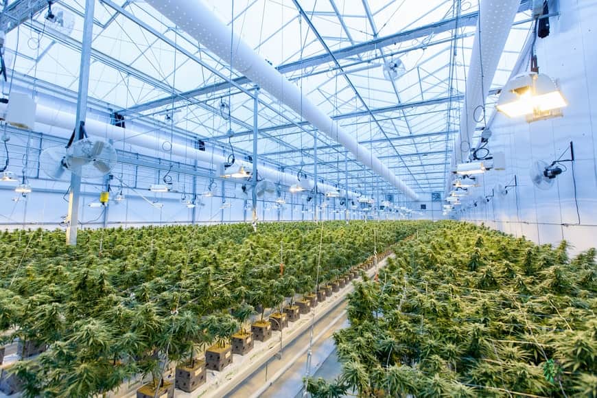 cannabis farm in oregon 