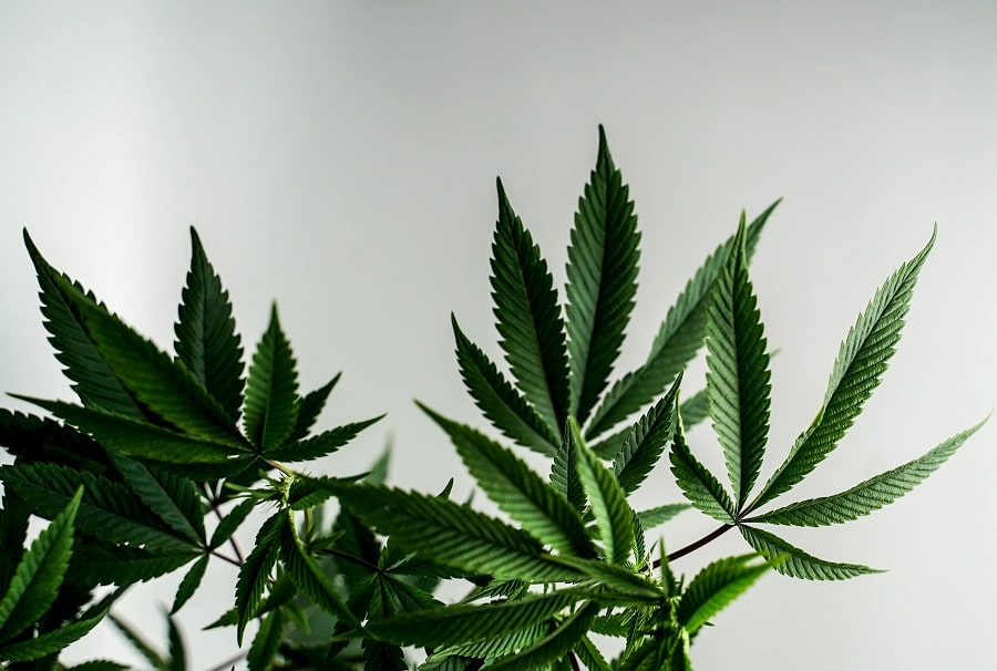 cannabis vs hemp