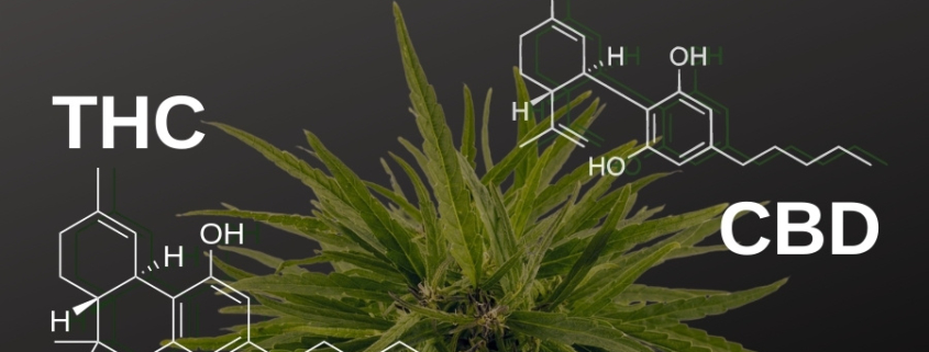 thc vs cbd