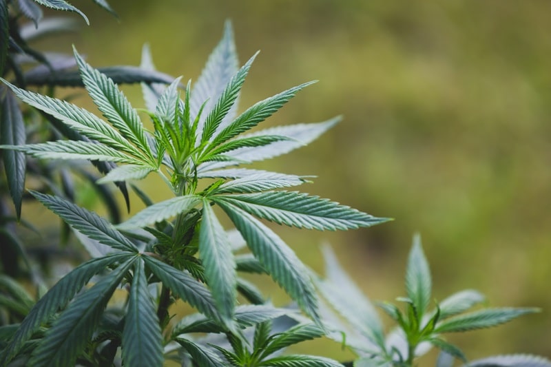 how to grow Cannabis 
