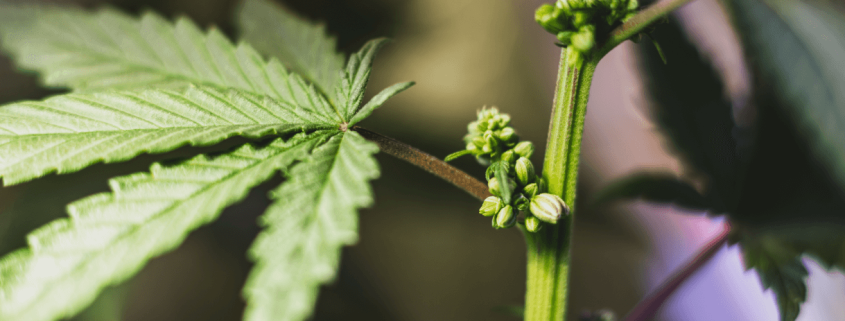 male cannabis plant