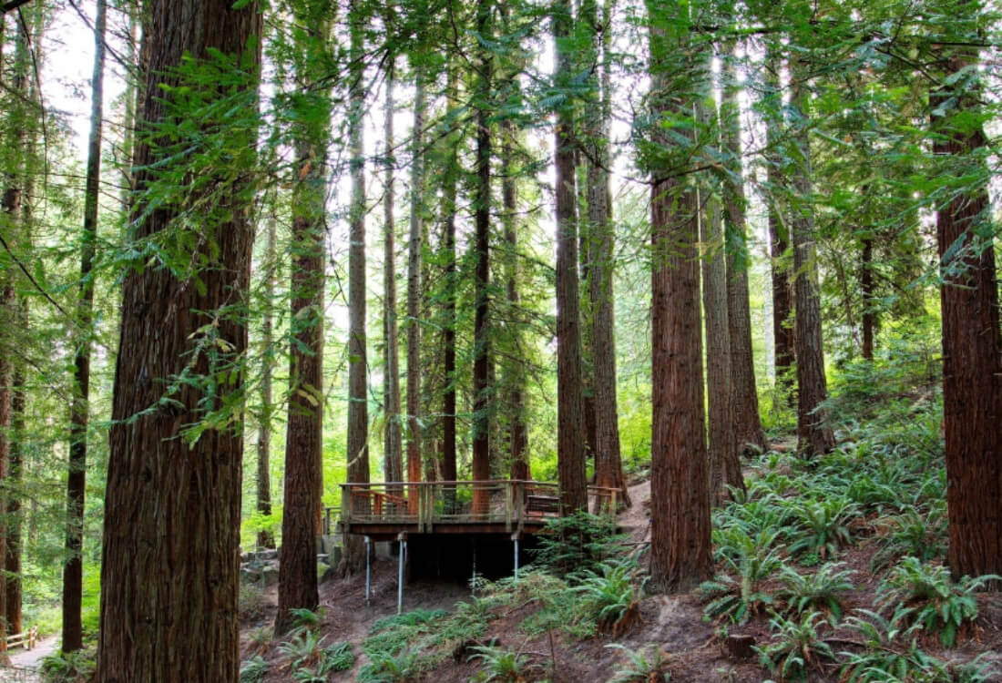 Hoyt Arboretum