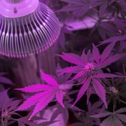 cannabis trichomes