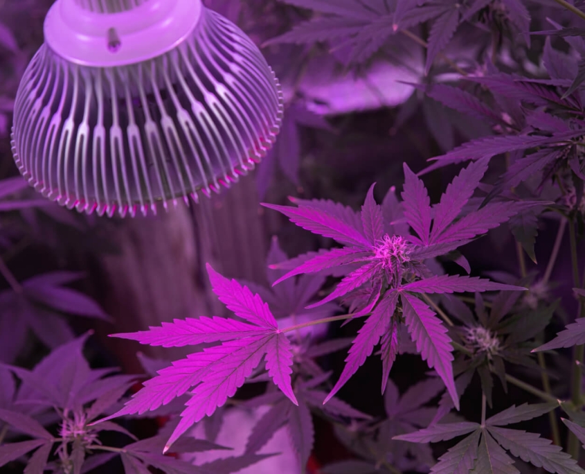 cannabis trichomes