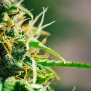pinene terpene