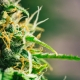 pinene terpene