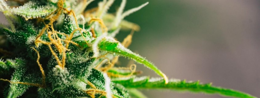 pinene terpene
