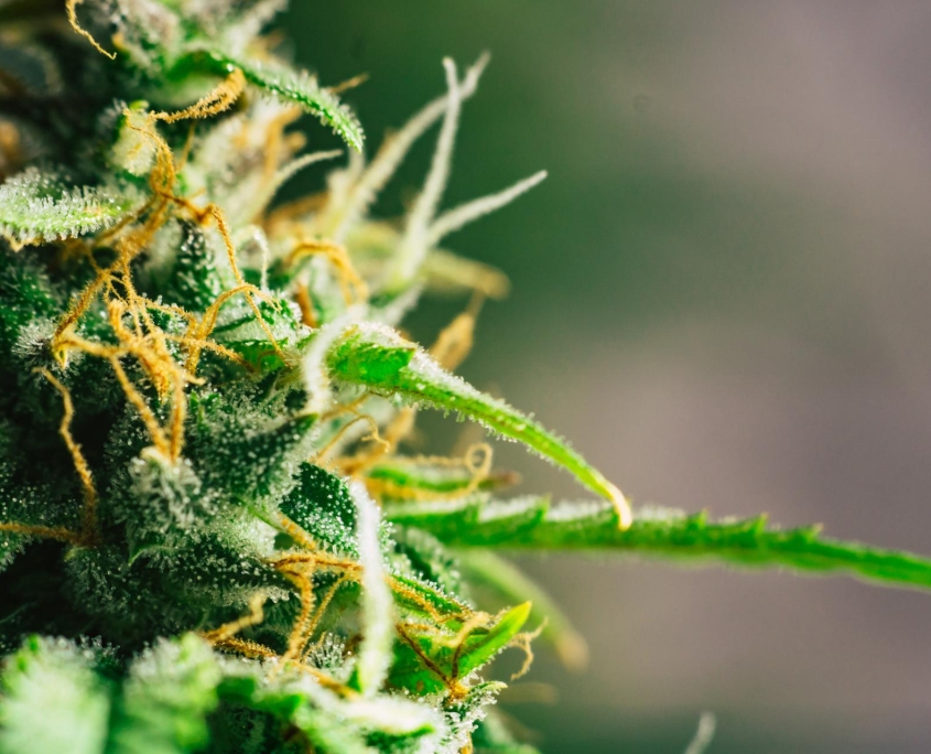 pinene terpene