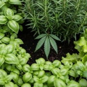 is marijuana legal in oregon