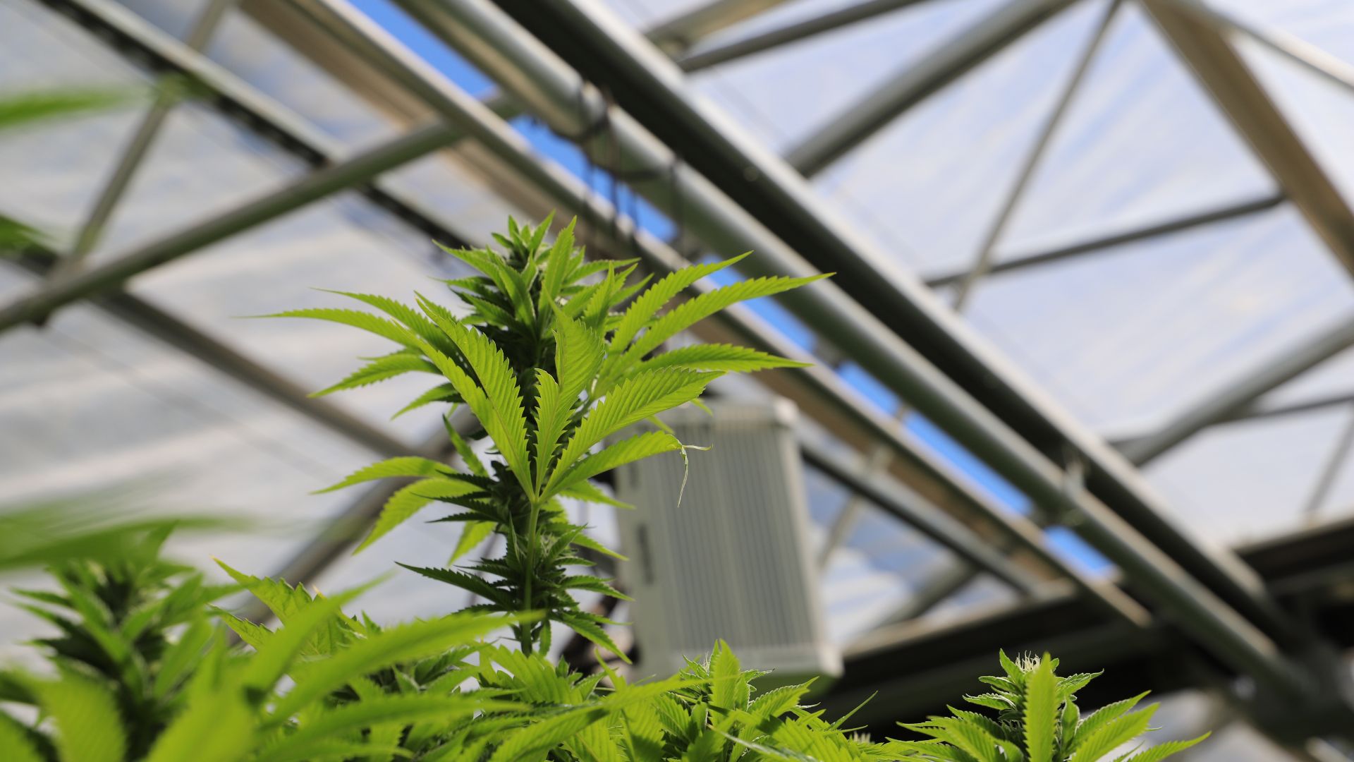 cannabis concentrates chart